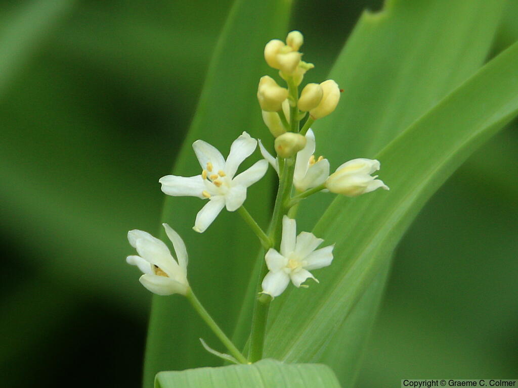 False Solomon's Seal (Maianthemum stellatum) - False Solomon's Seal