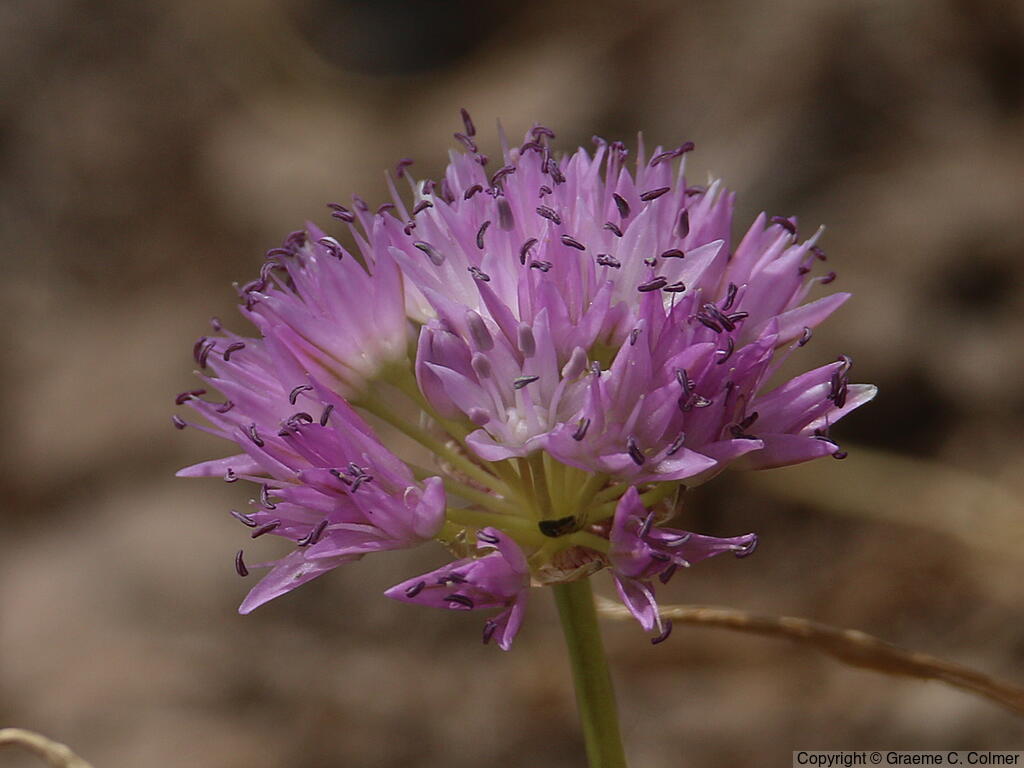 Dusky Onion (Allium campanulatum) - Dusky Onion