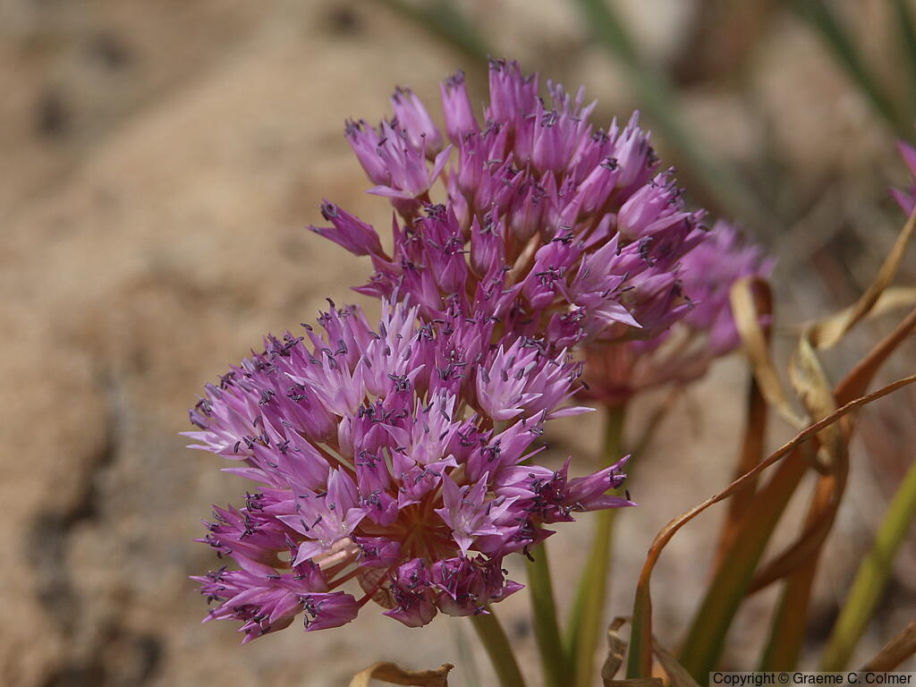 Dusky Onion (Allium campanulatum) - Dusky Onion