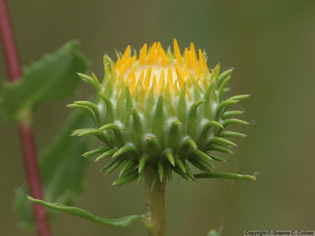 Hairy Gumweed (Grindelia hirsutula) - Hairy Gumplant