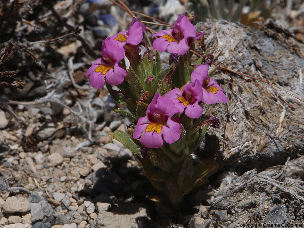 Kellogg's Monkeyflower (Mimulus kelloggii) - Kellogg's Monkeyflower