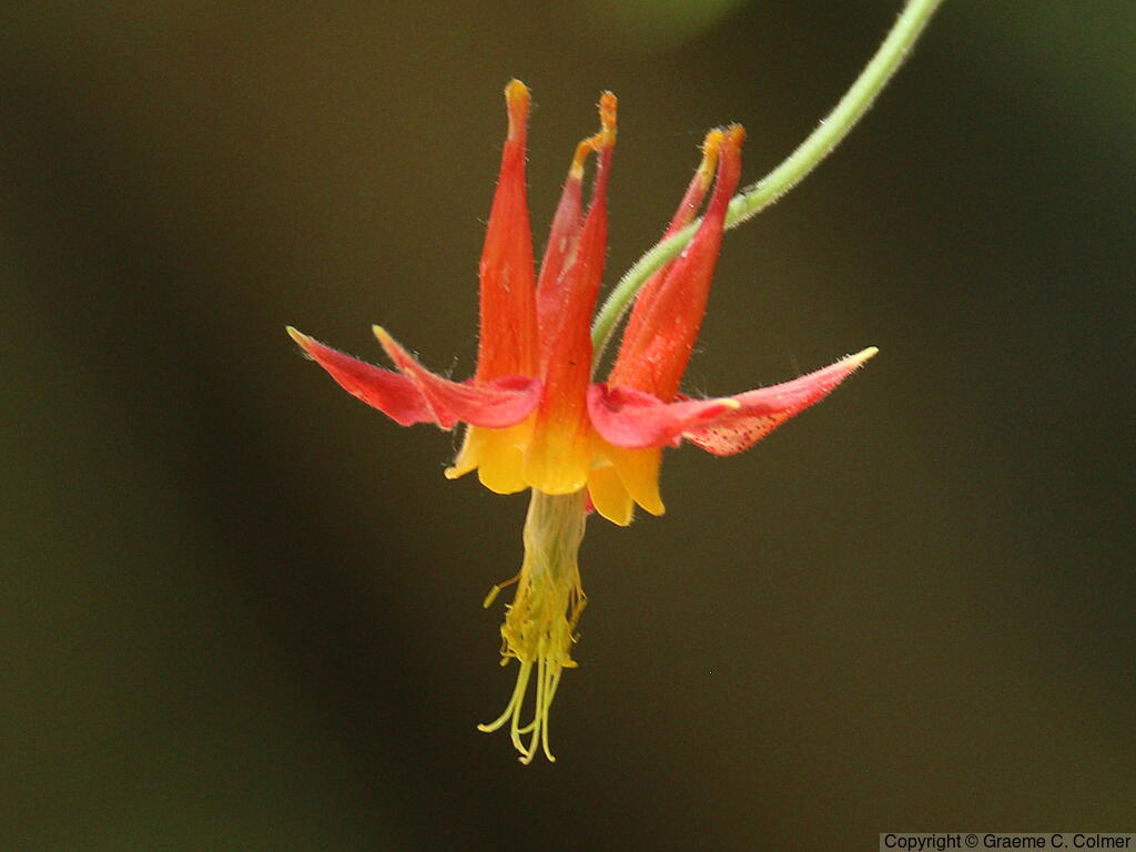 Western Columbine (Aquilegia formosa) - Western Columbine
