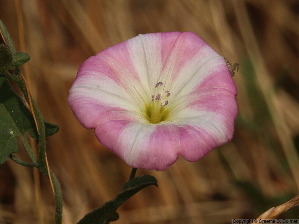 Creeping Jenny (Convolvulus arvensis) - Creeping Jenny