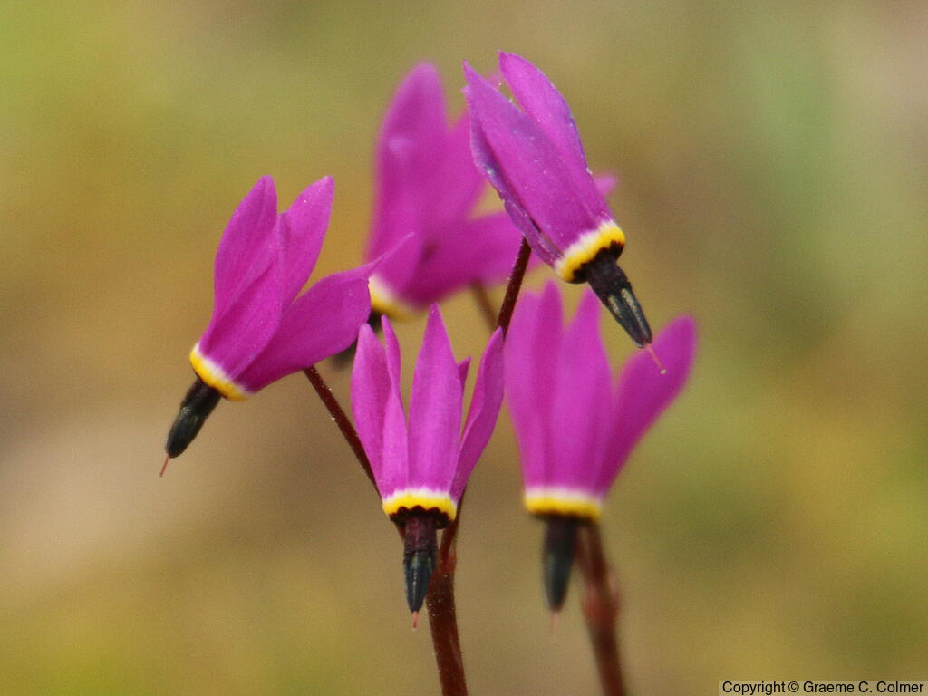 Mosquito Bills (Primula hendersonii) - Mosquito Bills