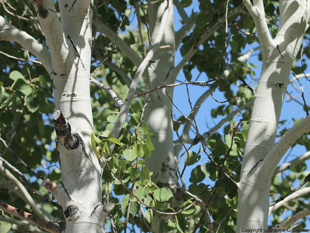 Quaking Aspen (Populus tremuloides) - Quaking Aspen