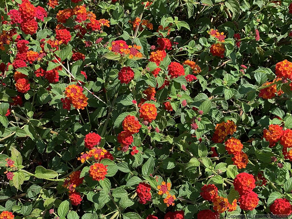 Largeleaf Lantana (Lantana camara) - Lantana