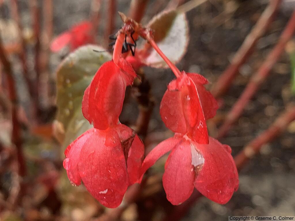 Wax Begonia (Begonia cucullata) - Wax Begonia