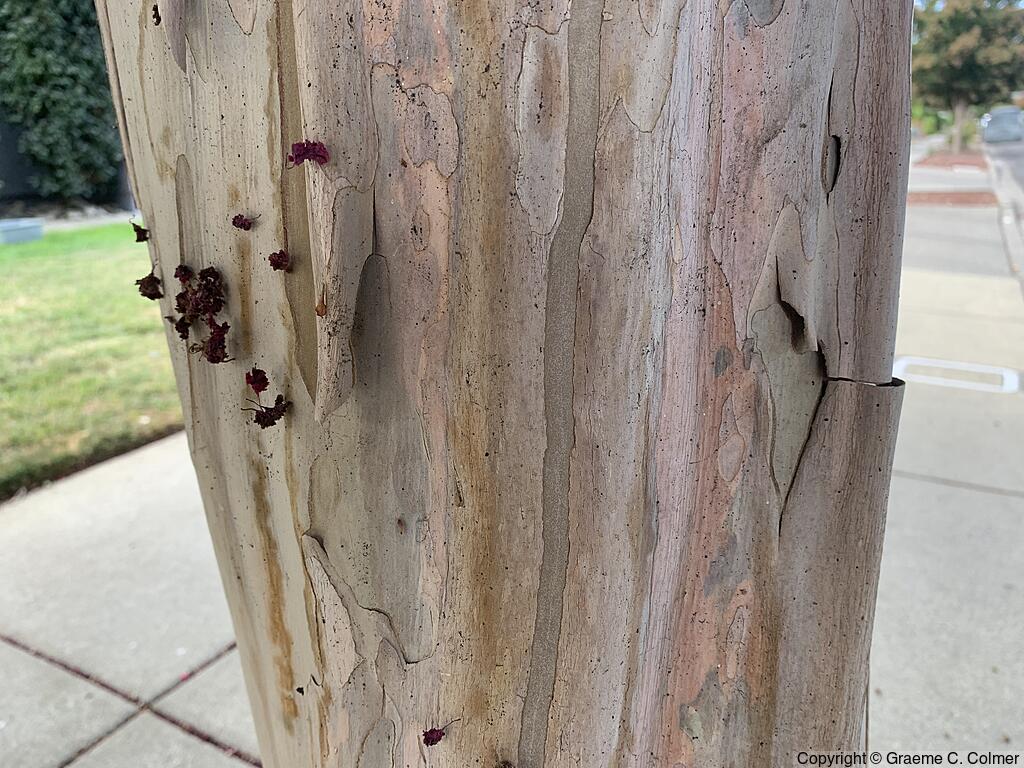 Crapemyrtle (Lagerstroemia indica) - Crapemyrtle