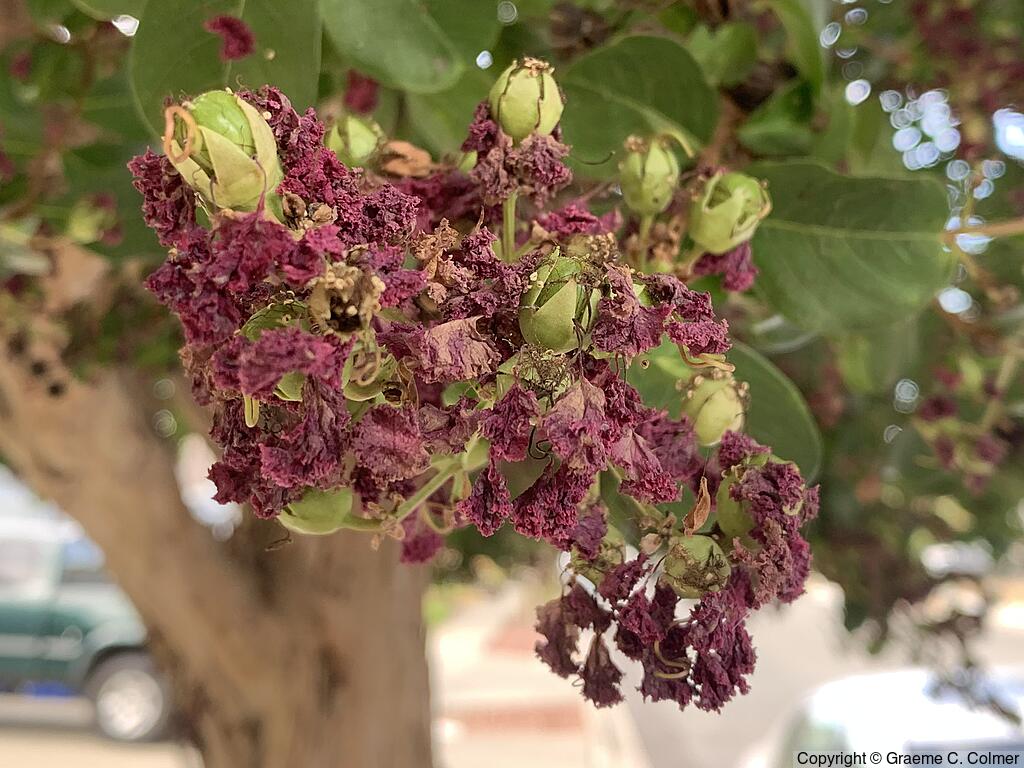 Crapemyrtle (Lagerstroemia indica) - Crapemyrtle