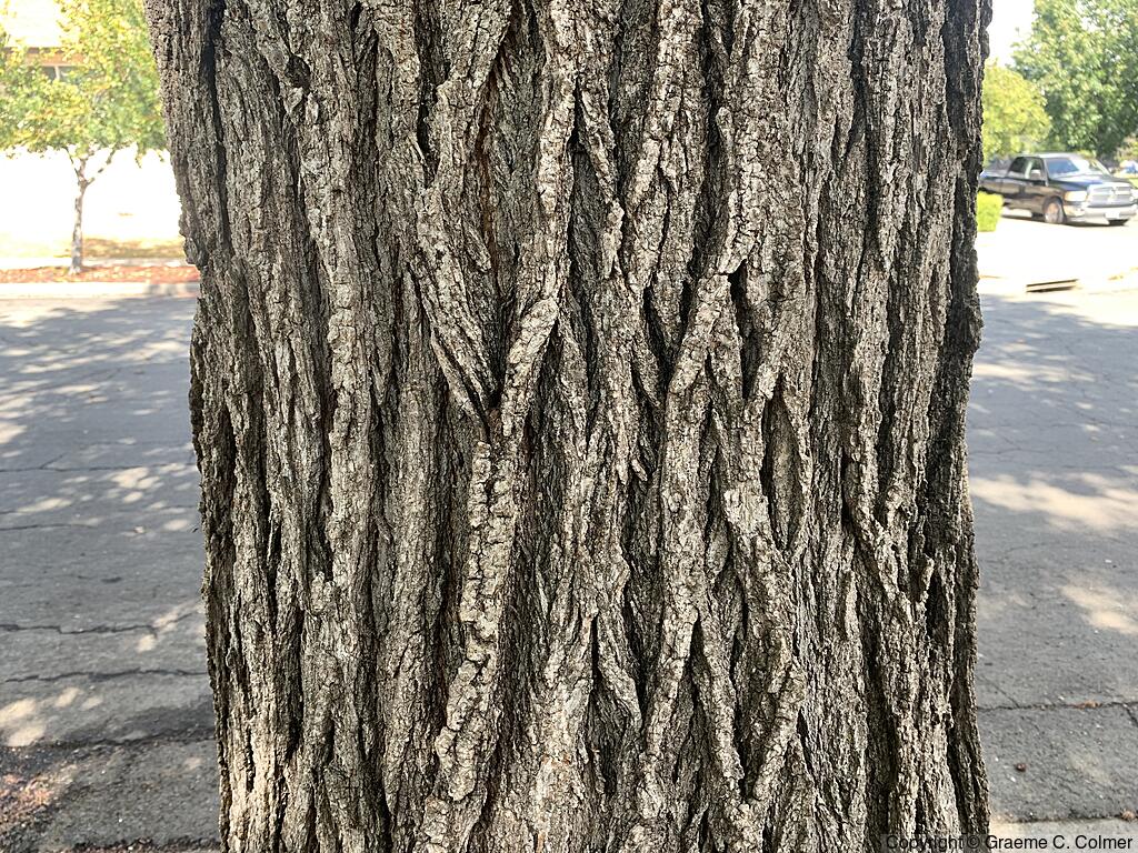 Sweetgum (Liquidambar styraciflua) - Sweetgum