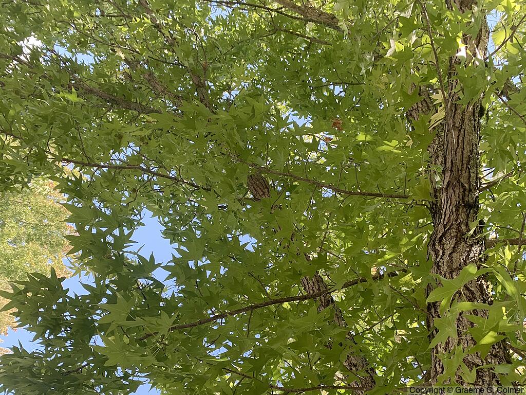 Sweetgum (Liquidambar styraciflua) - Sweetgum