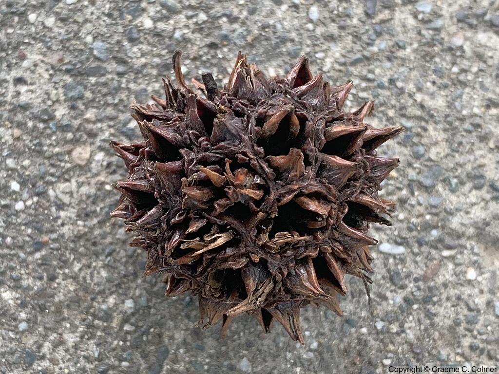 Sweetgum (Liquidambar styraciflua) - Sweetgum
