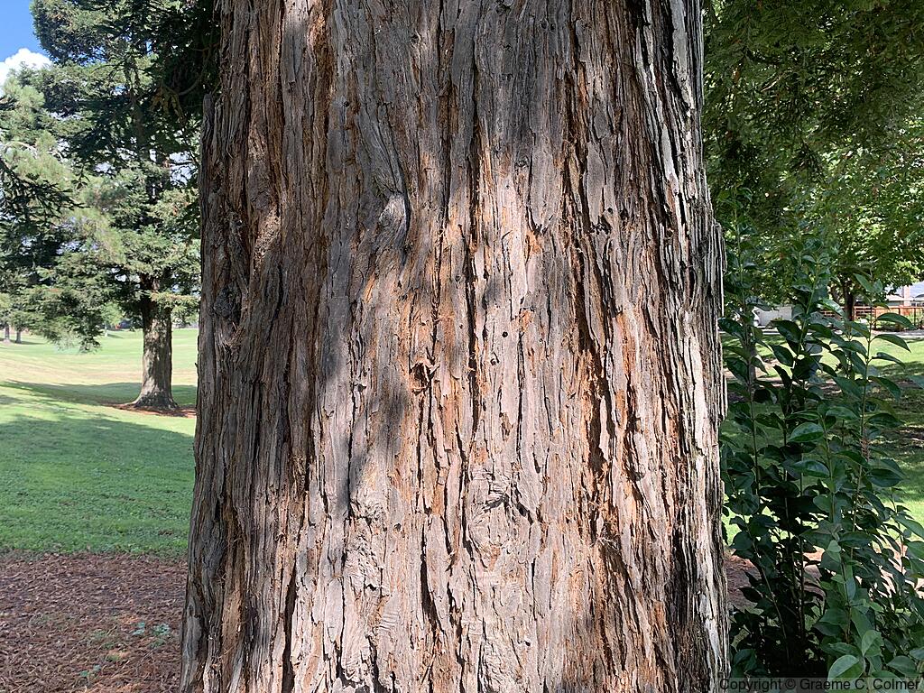 California Redwood (Sequoia sempervirens) - California Redwood