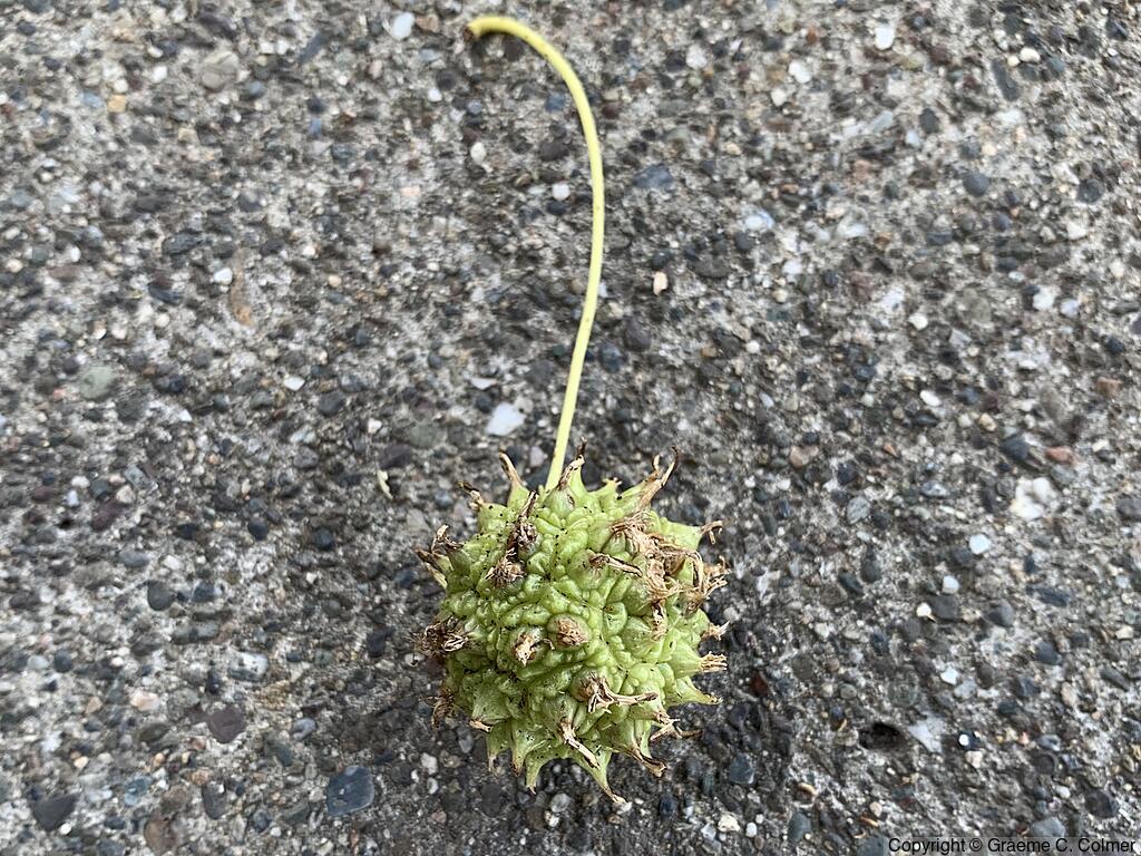 Sweetgum (Liquidambar styraciflua) - Sweetgum