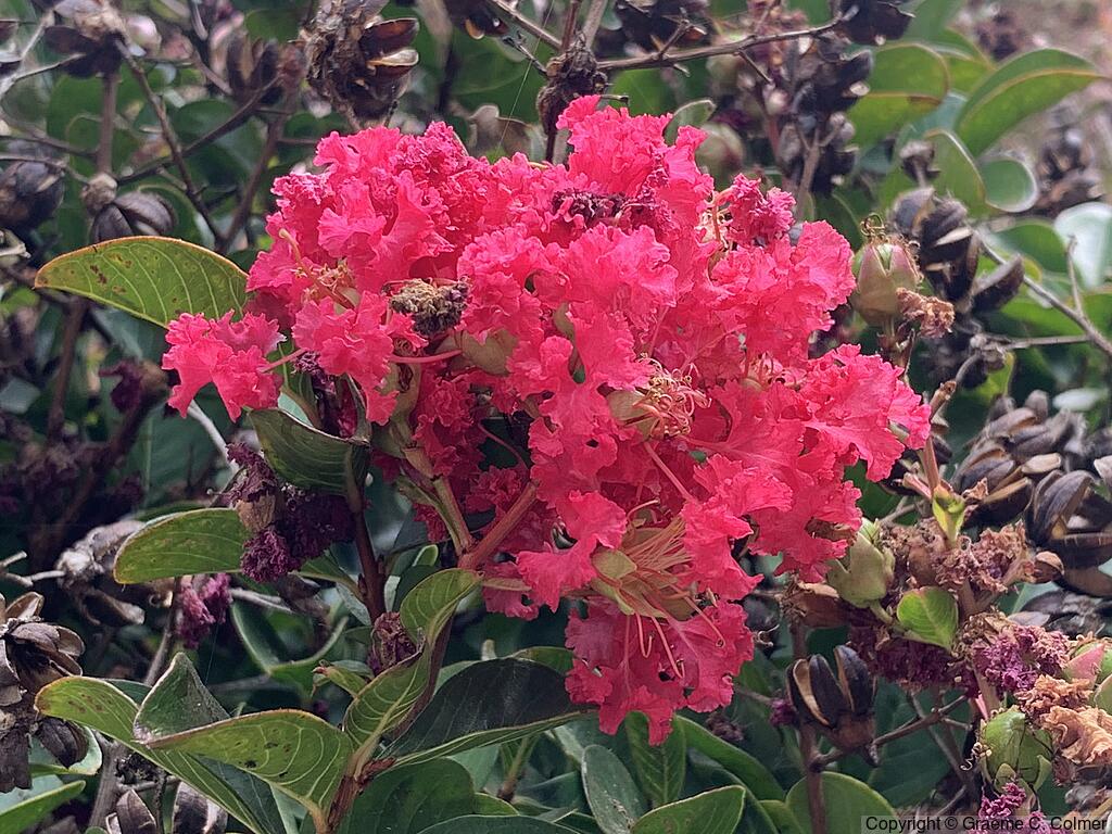 Crapemyrtle (Lagerstroemia indica) - Crapemyrtle