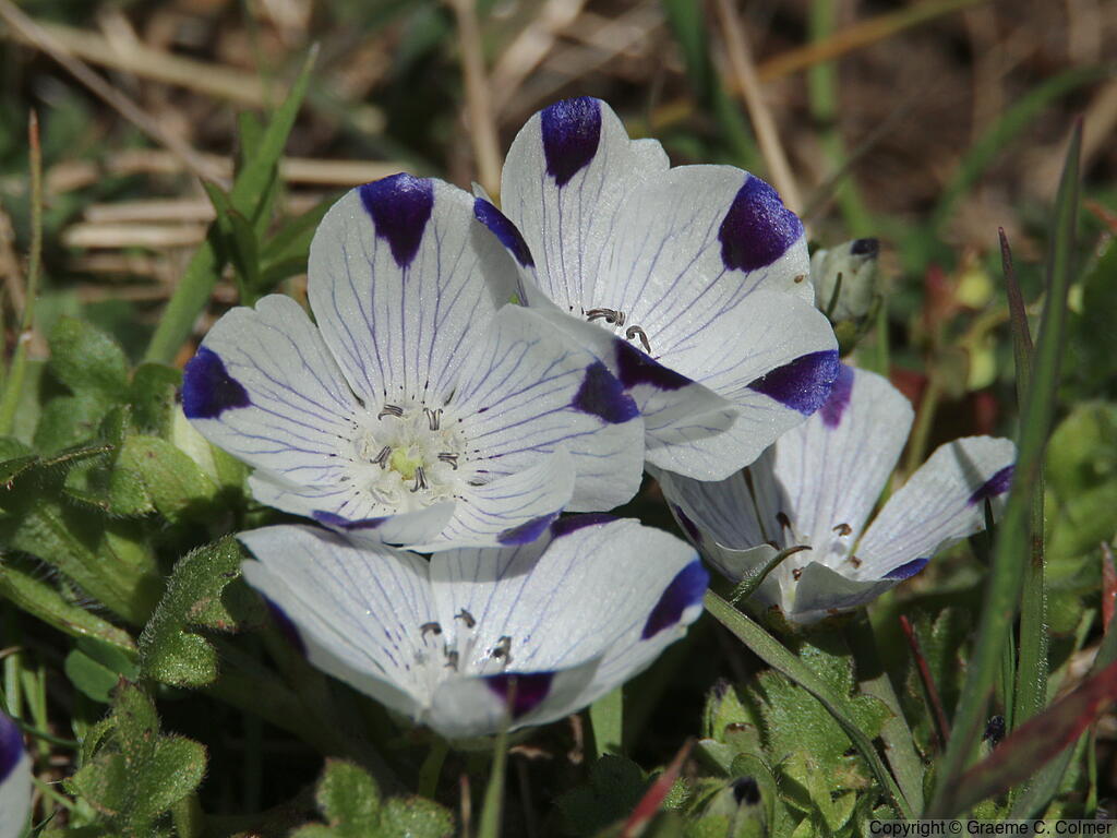 Fivespot (Nemophila maculata) - Fivespot