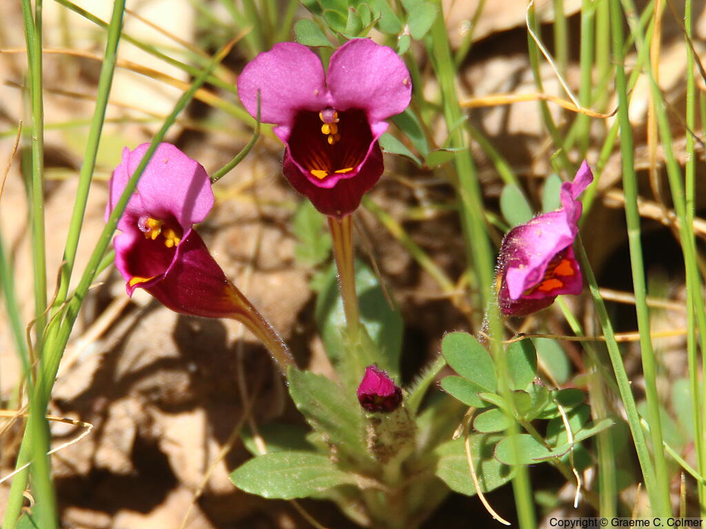 Kellogg's Monkeyflower (Mimulus kelloggii) - Kellogg's Monkeyflower