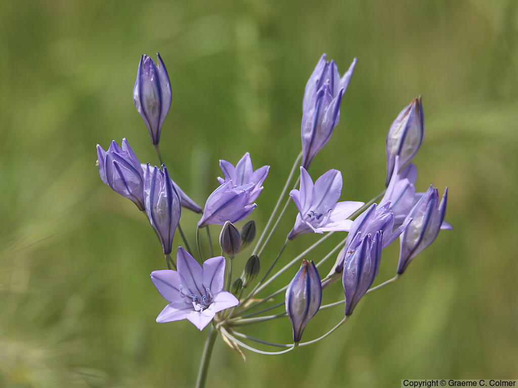 Ithuriel's Spear (Triteleia laxa) - Ithuriel's Spear