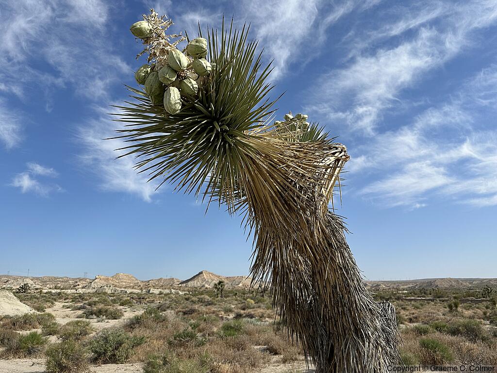Joshua Tree (Yucca brevifolia) - Fruit