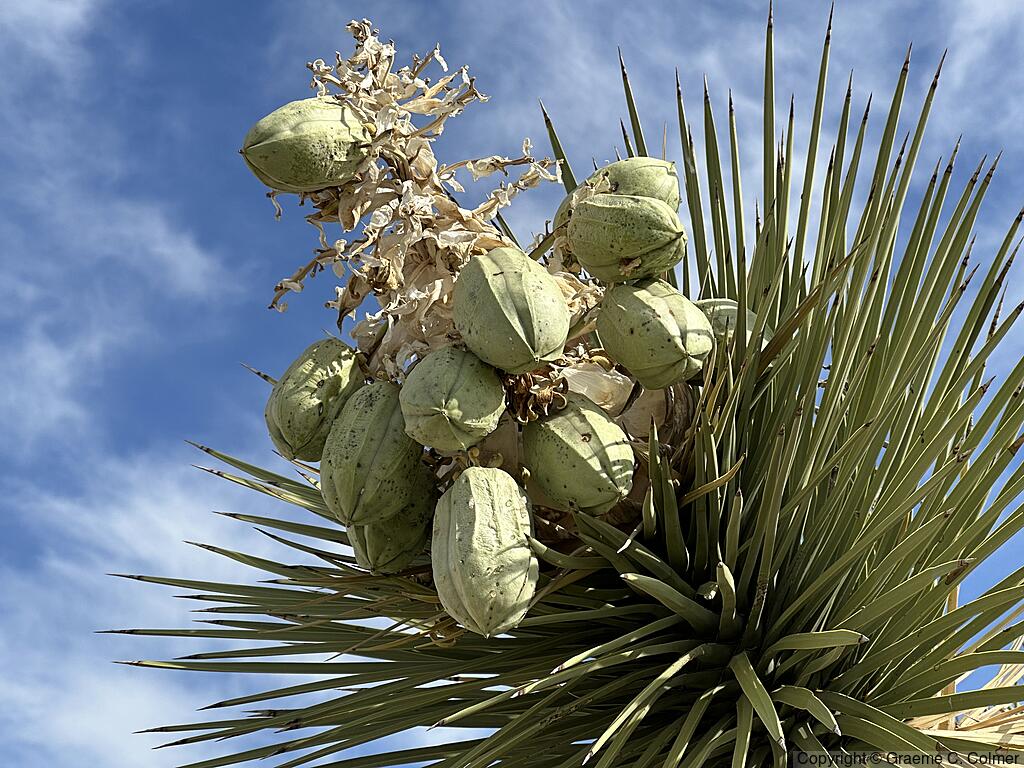 Joshua Tree (Yucca brevifolia) - Fruit