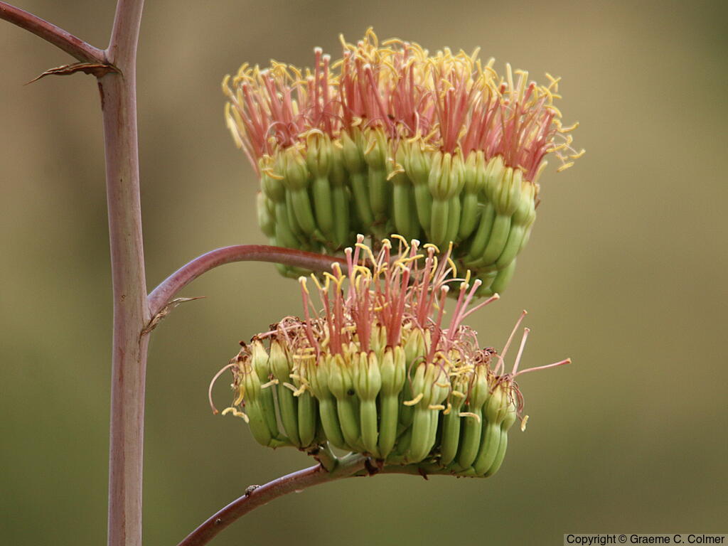Palmer's Century Plant (Agave palmeri) - Palmer's Century Plant