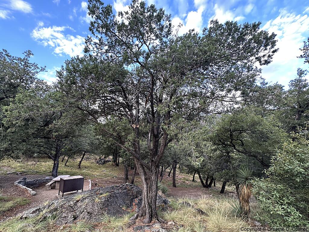 Alligator Juniper (Juniperus deppeana) - Alligator Juniper