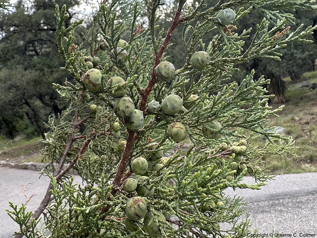 Alligator Juniper (Juniperus deppeana) - Seed cones