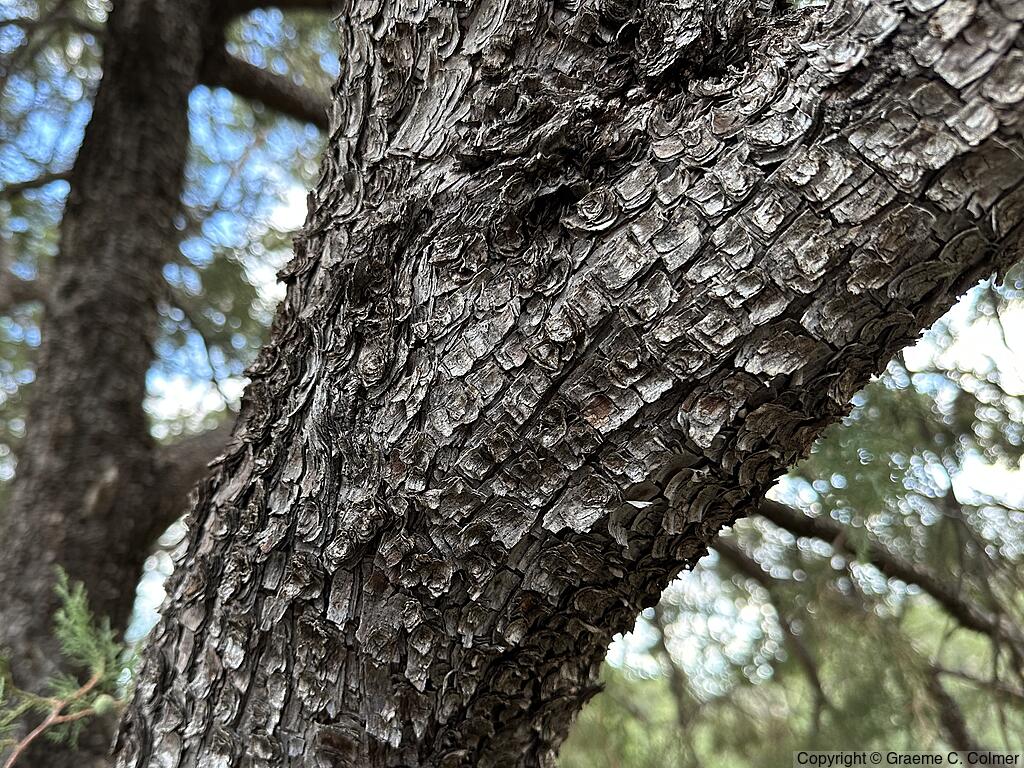 Alligator Juniper (Juniperus deppeana) - Bark