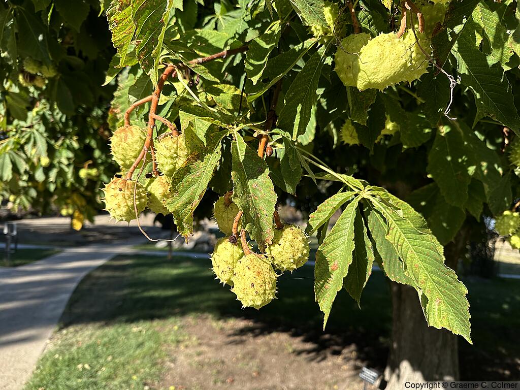 Horse Chestnut (Aesculus hippocastanum) - Fruit
