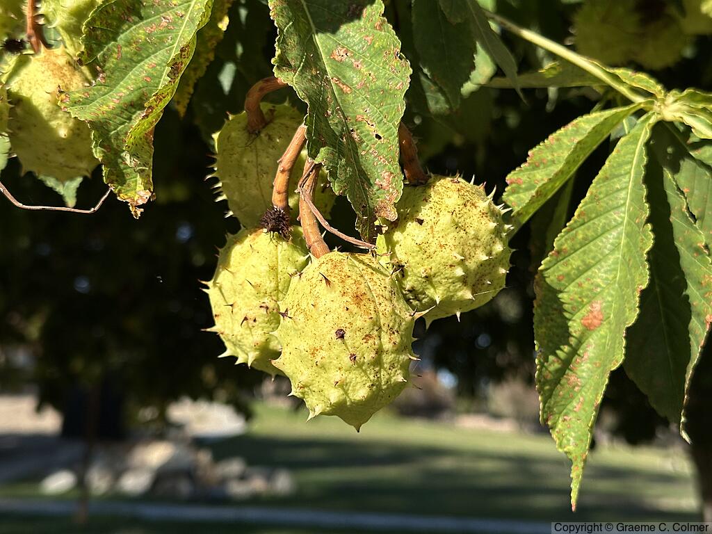 Horse Chestnut (Aesculus hippocastanum) - Fruit