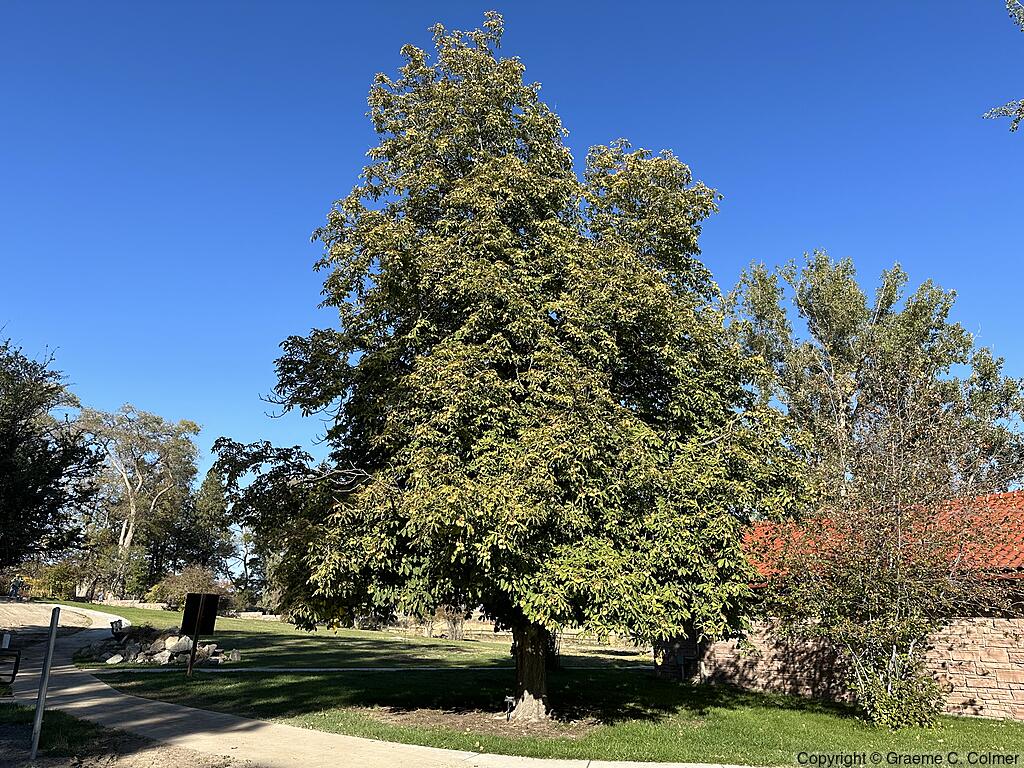 Horse Chestnut (Aesculus hippocastanum) - Horse Chestnut