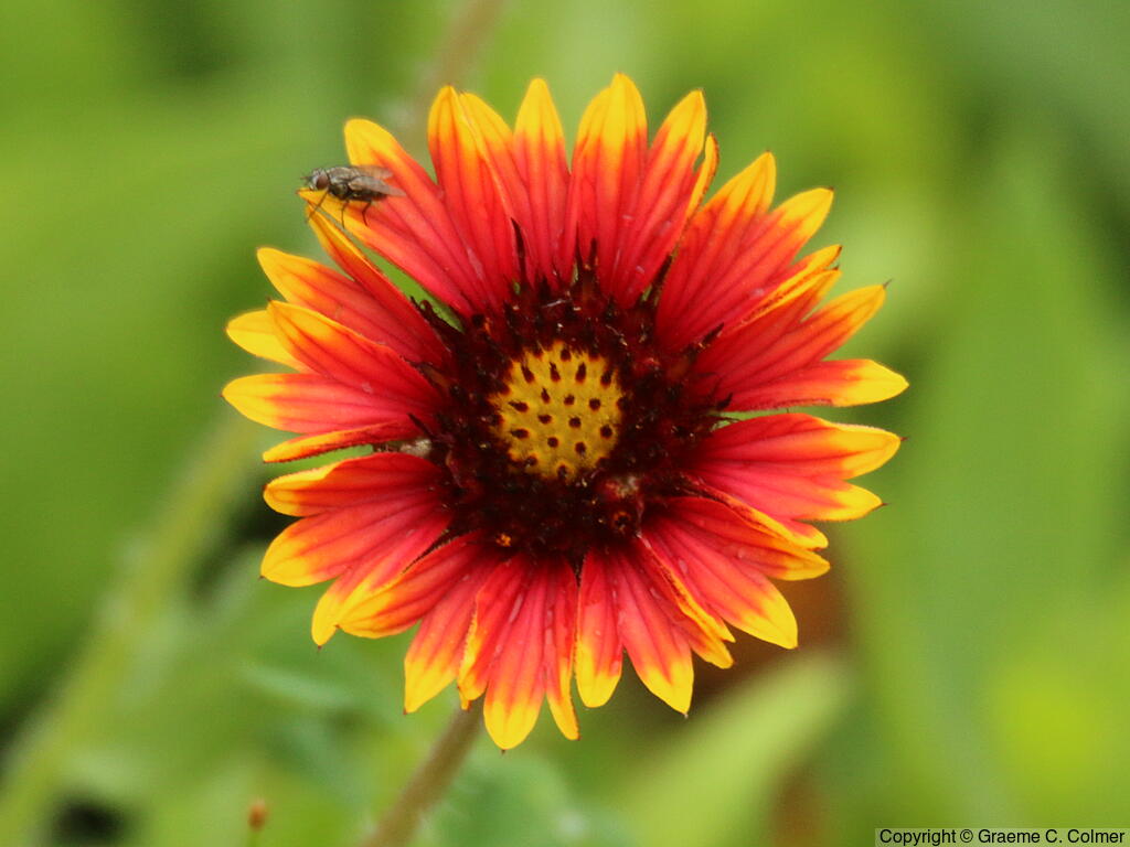 Firewheel (Gaillardia pulchella) - Firewheel