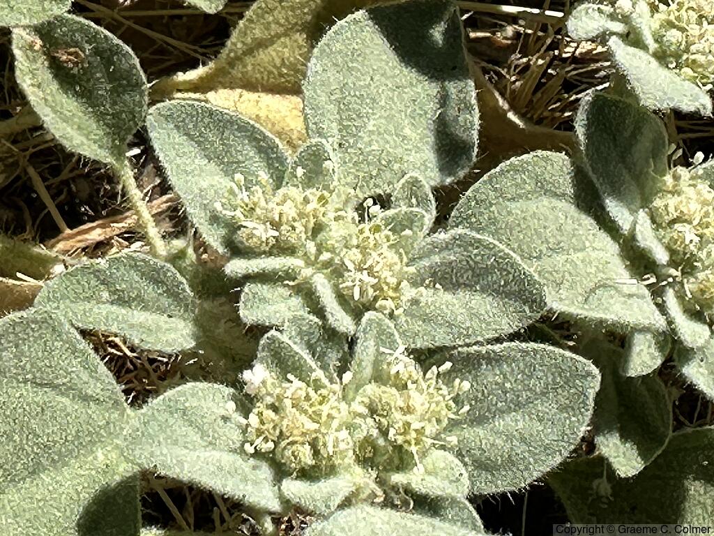 Dove Weed (Croton setiger) - Dove Weed