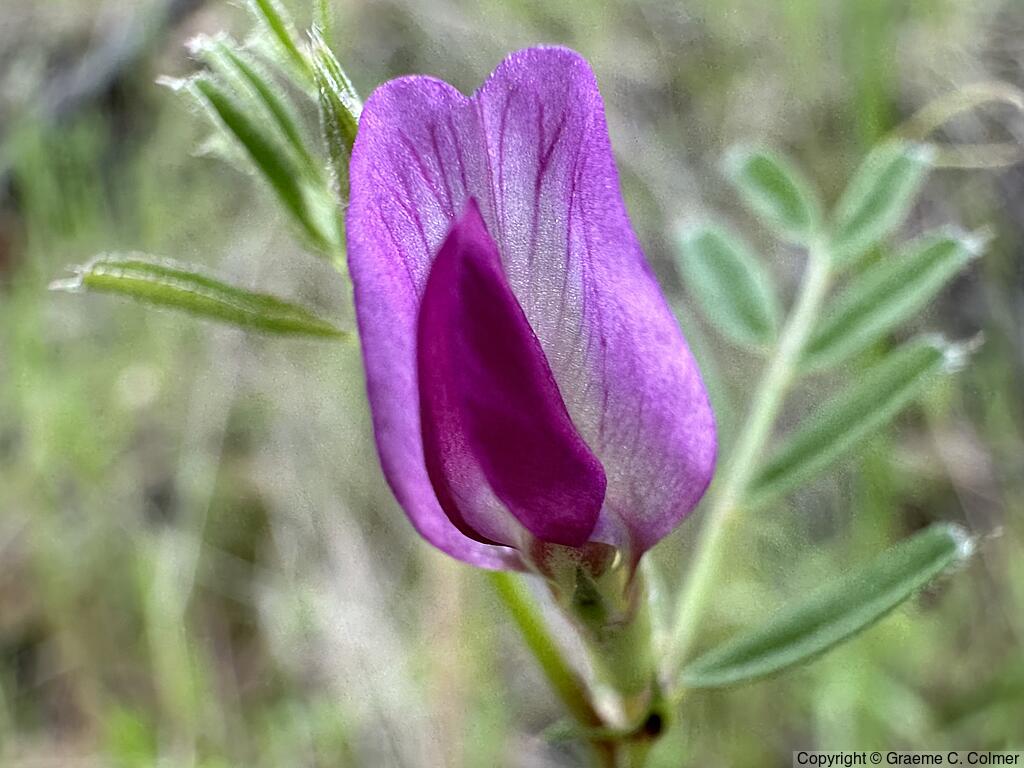 Narrowleaf Vetch (Vicia sativa) - Narrowleaf Vetch