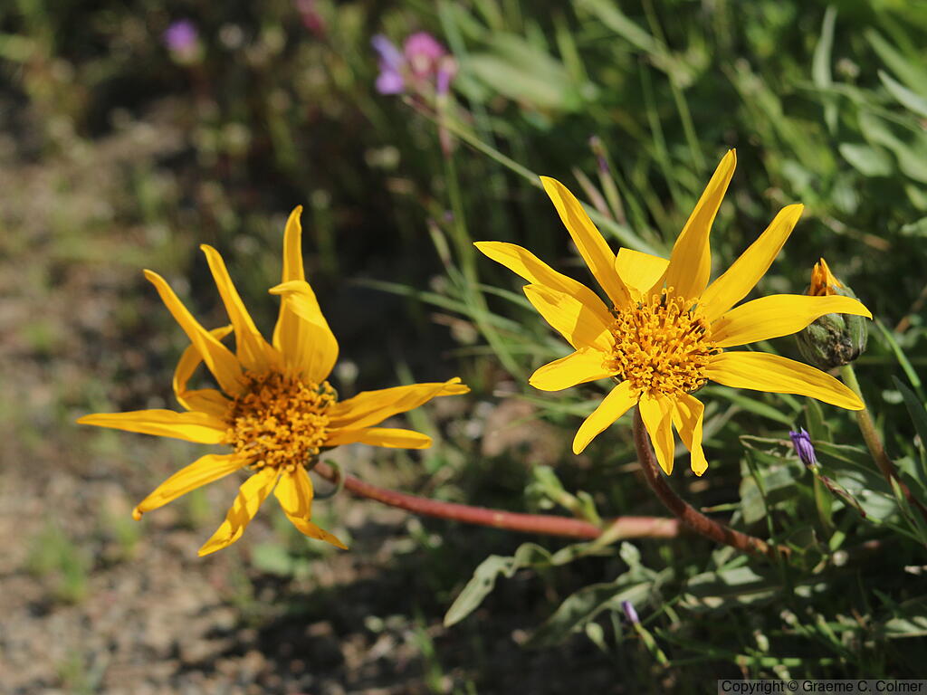 California Compassplant (Wyethia angustifolia) - California Compassplant
