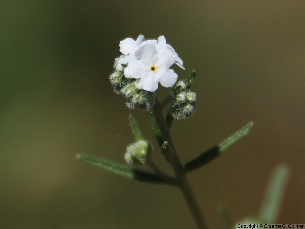 Rusty Popcornflower (Plagiobothrys nothofulvus) - Rusty Popcornflower