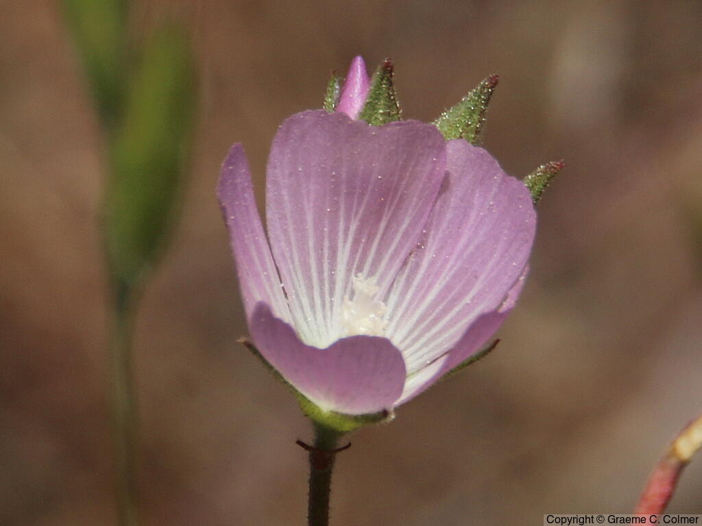 Fringed Checkerbloom (Sidalcea diploscypha) - Fringed Checkerbloom