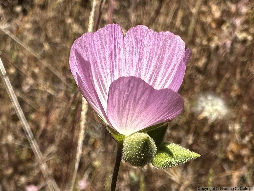 Fringed Checkerbloom (Sidalcea diploscypha) - Fringed Checkerbloom