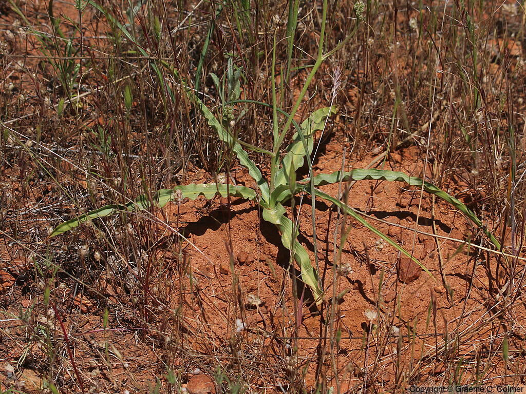 Wavyleaf Soap Plant (Chlorogalum pomeridianum) - Wavyleaf Soap Plant