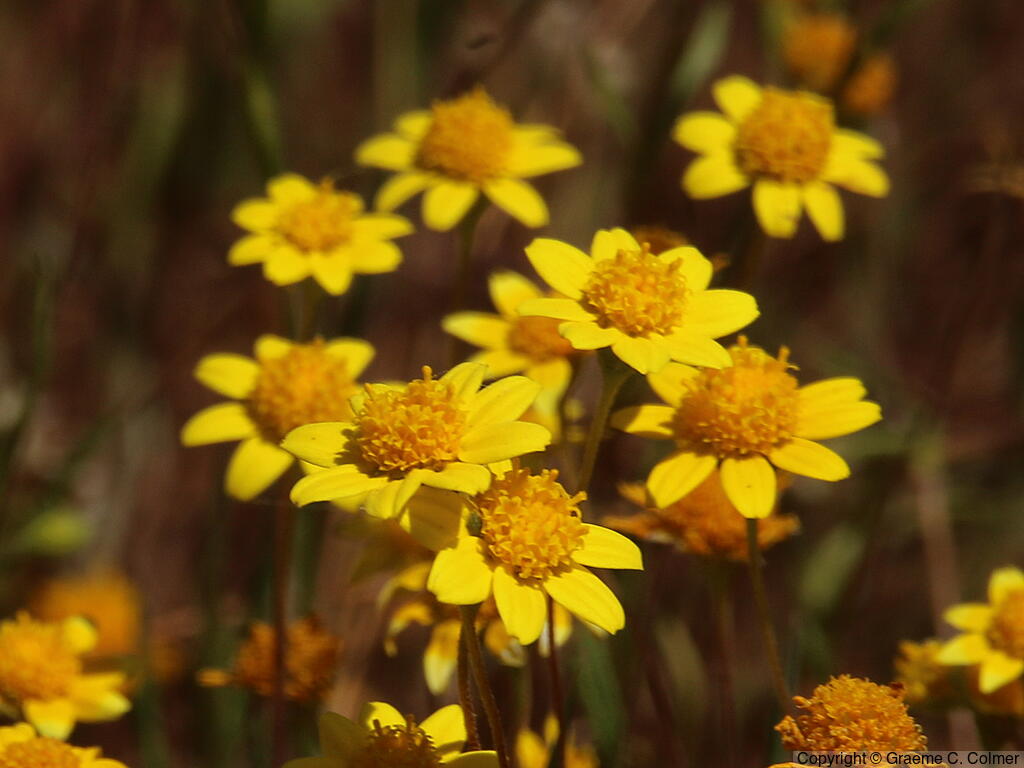 California Goldfields (Lasthenia californica) - California Goldfields