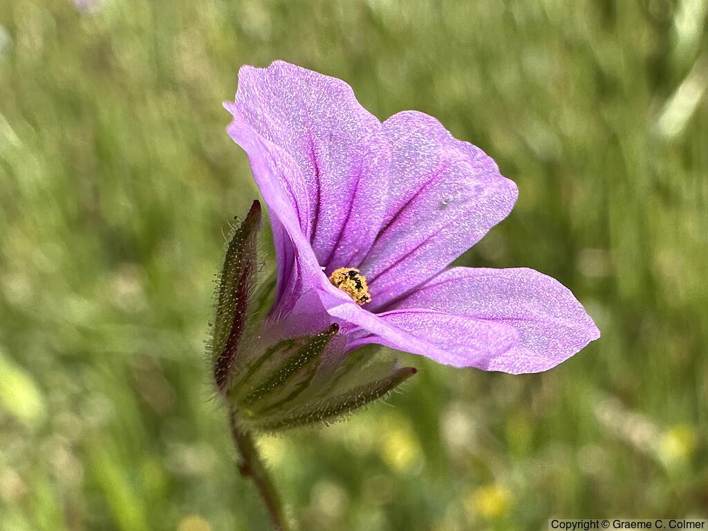 Longbeak Stork's Bill (Erodium botrys) - Longbeak Stork's Bill
