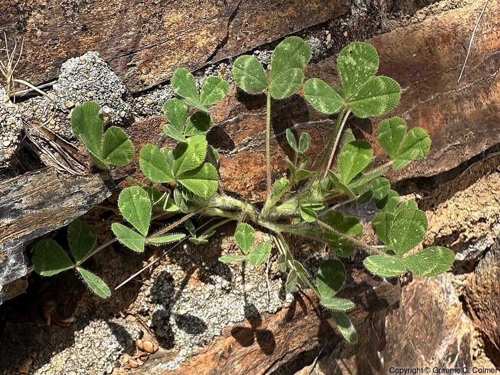 Rose Clover (Trifolium hirtum) - Rose Clover
