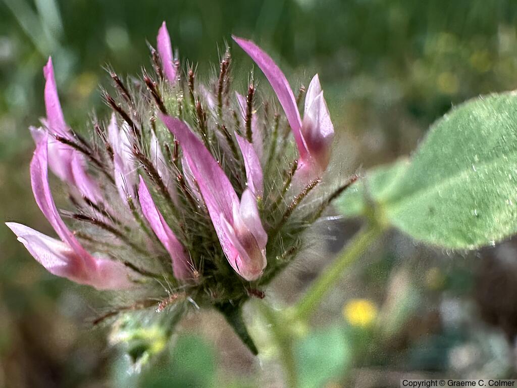 Rose Clover (Trifolium hirtum) - Rose Clover