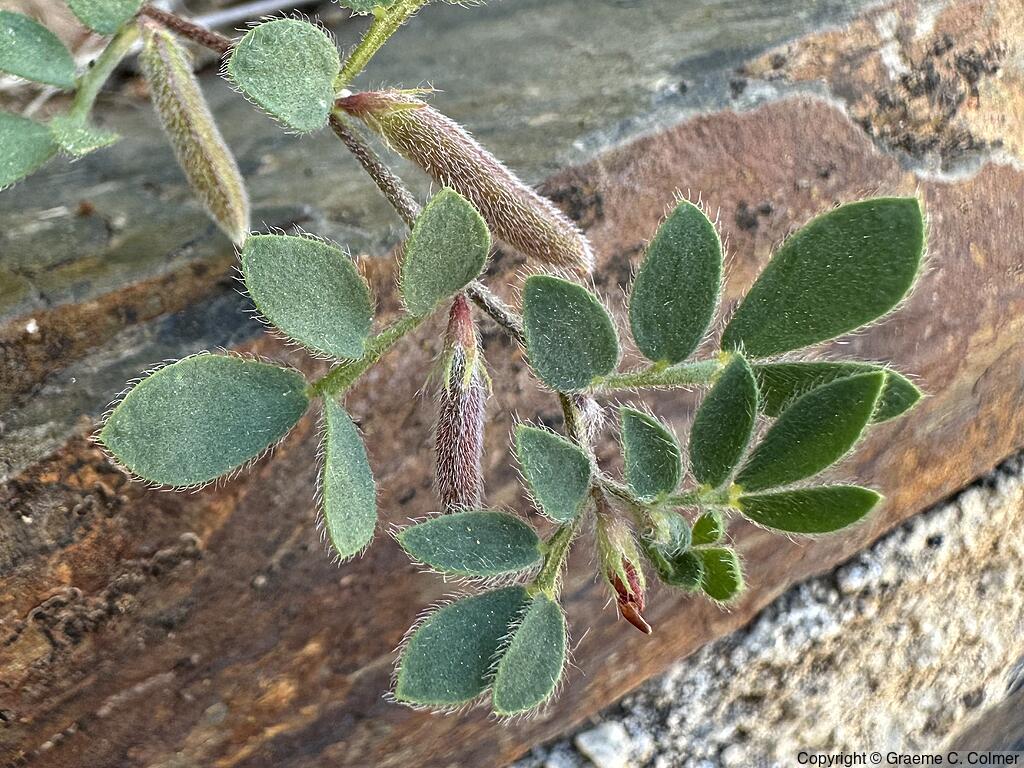 Chilean Bird's-foot Trefoil (Acmispon wrangelianus) - Chilean Bird's-foot Trefoil