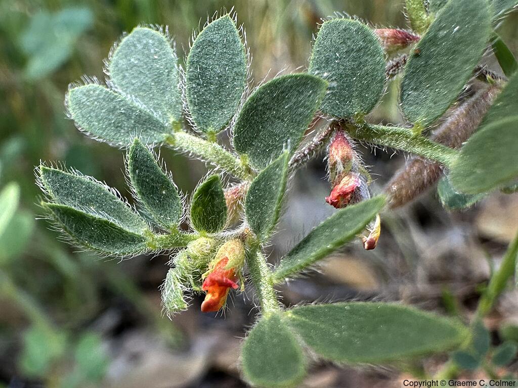 Chilean Bird's-foot Trefoil (Acmispon wrangelianus) - Chilean Bird's-foot Trefoil