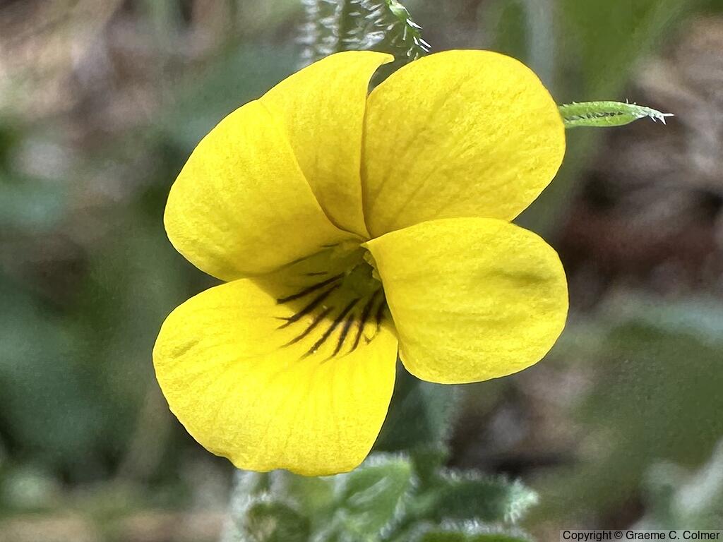 Goose-foot Yellow Violet (Viola purpurea) - Goose-foot Yellow Violet