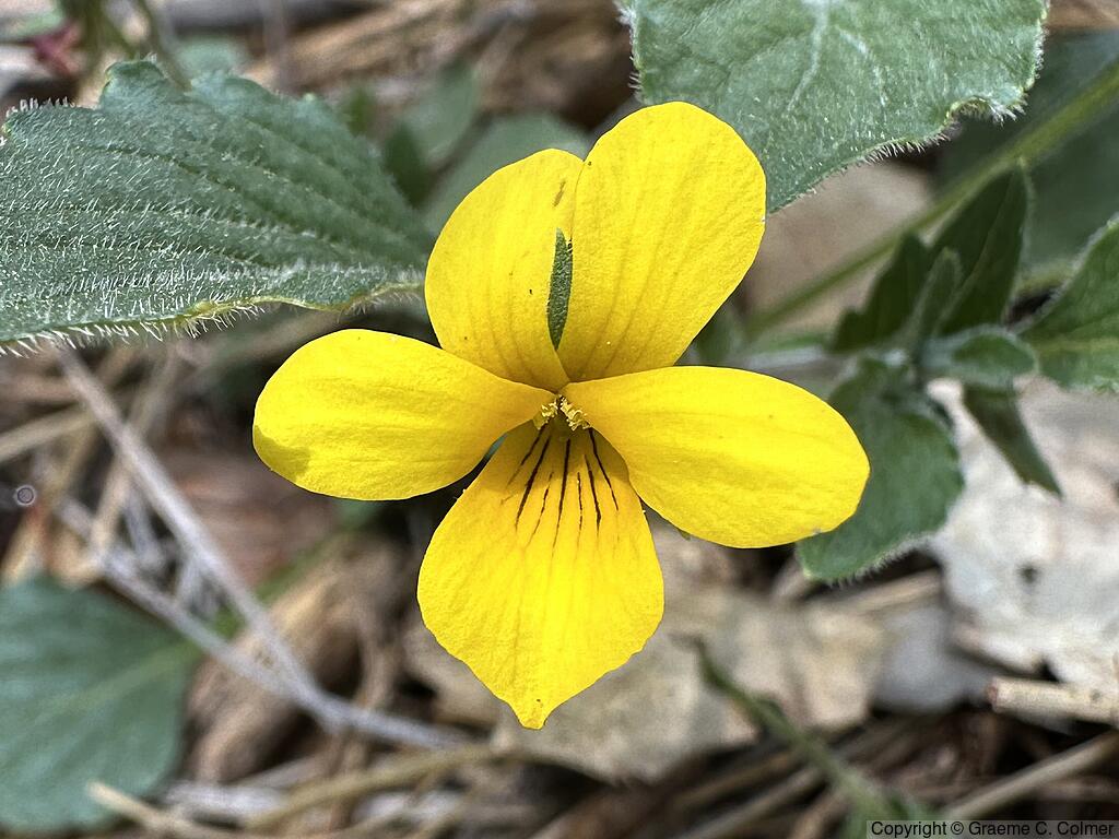 Goose-foot Yellow Violet (Viola purpurea) - Goose-foot Yellow Violet