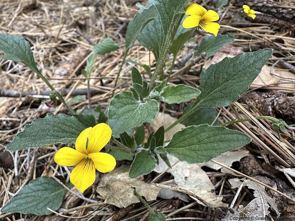 Goose-foot Yellow Violet (Viola purpurea) - Goose-foot Yellow Violet