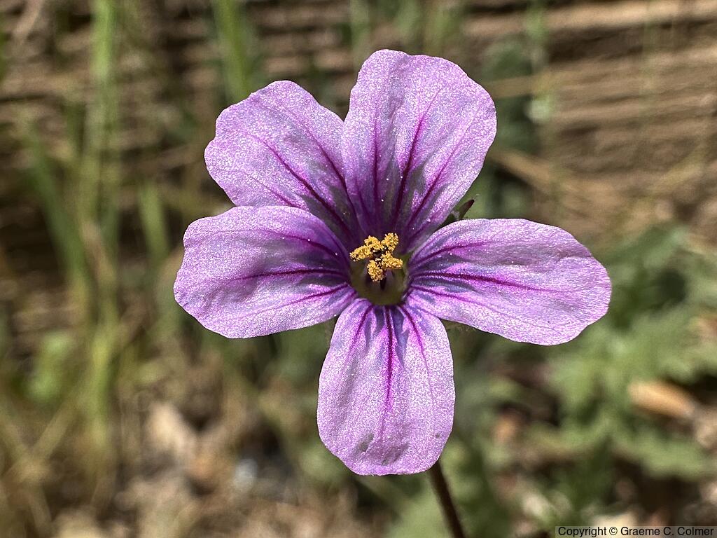 Longbeak Stork's Bill (Erodium botrys) - Longbeak Stork's Bill