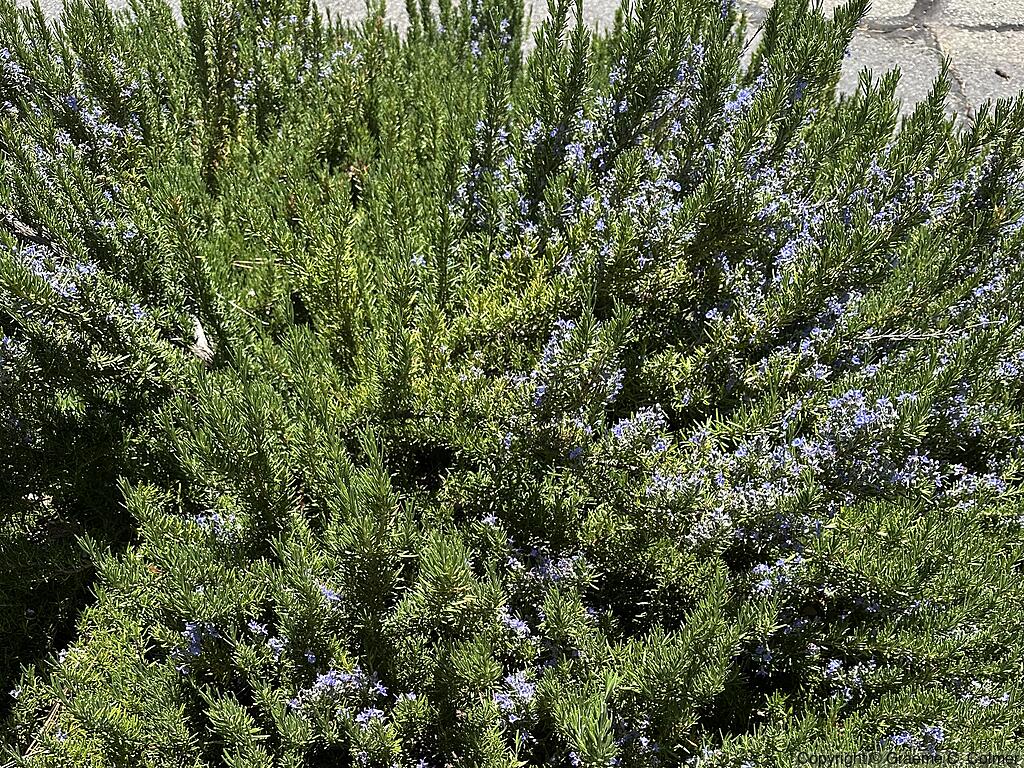 Romero (Rosmarinus officinalis) - Romero